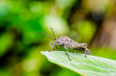 Yeşil yapraklı gri böcek, Tayland