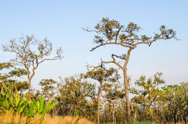 Pa Hin Ngam Ulusal Parkı, Tayland Ağaçları