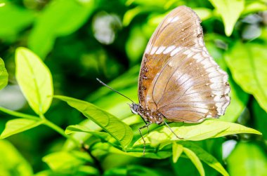 Kahverengi kelebek, Tayland