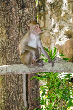 Tayland 'da bir maymun..