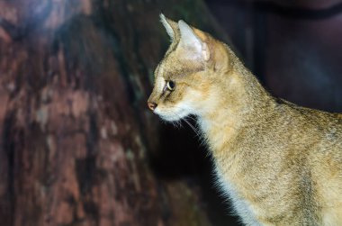 Vahşi kedi portresi, Tayland.