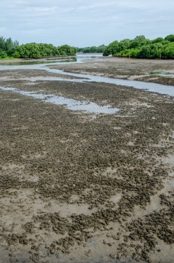 Tayland 'da çamur düzlüğü.