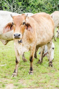 Tarlada inekler, Tayland.