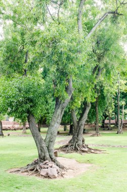 Phimai tarihi Parkı, Tayland Ağaçları.