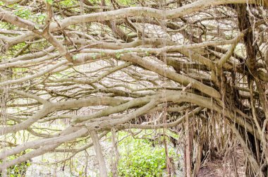 Sai-Ngarm parkındaki Banyan ağacı, Tayland.