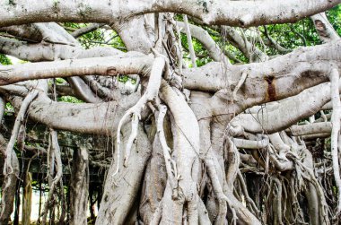 Tayland 'daki Sai-Ngarm halk parkındaki banyan ağacının kökü..