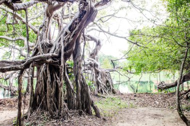 Tayland 'daki Sai-Ngarm halk parkındaki banyan ağacının kökü..