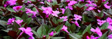 Panorama of pink flowers in the garden, Chiang Mai Province.