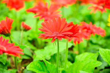 Kızıl Gerbera bahçede, Chiang Mai Eyaleti.