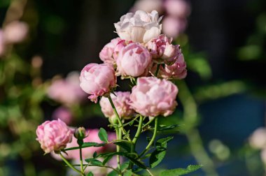 Pink rose in the garden, Thailand.