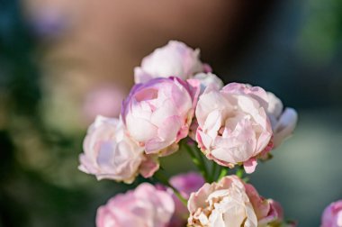 Pink rose in the garden, Thailand.