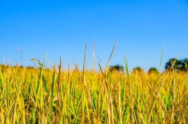 Rice Paddy in Field, Chiang Mai Province.