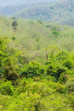Doğaya bakış açısı, Tayland