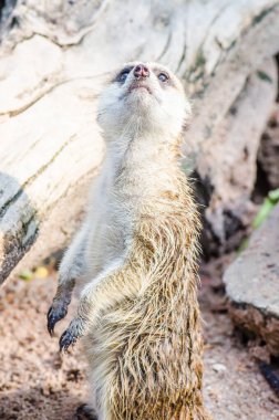 Meerkat ayakta ve izliyor, Tayland