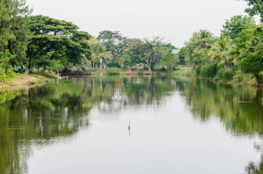 Kamu parkının manzarası, Tayland.