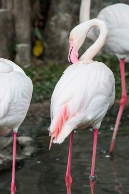 Büyük Flamingo 'nun Portresi, Tayland