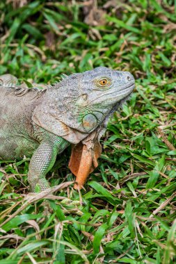 Yeşil İguana 'nın Portresi, Tayland
