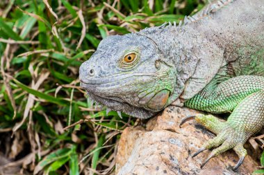 Yeşil İguana 'nın Portresi, Tayland