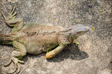 Yeşil İguana 'nın Portresi, Tayland