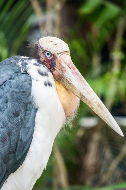 Tayland 'da, Asteğmen Yardımcısının Kafa Vuruşu