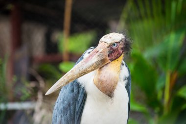 Tayland 'ın Küçük Yardımcısı' nın Portresi