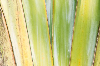 Muz ağacının yakınında, Tayland