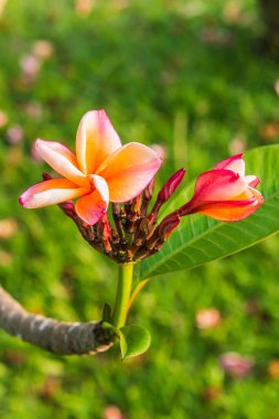 Tayland 'da, ağaçtaki güzel pembe tesisatçıya yakın.