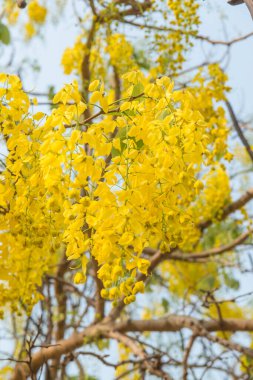 Beautiful Flowers of Golden Shower Tree, Thailand