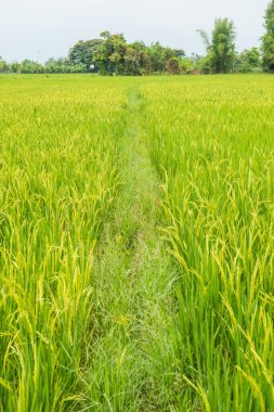 Rice field in country, Thailand