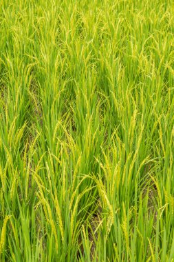 Rice field in country, Thailand