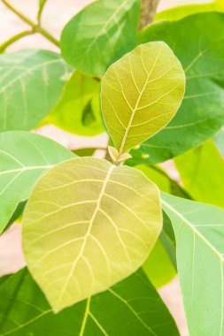 Tayland 'da yeşil yaprağı kapat.