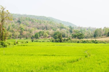 Tayland 'ın doğal manzarası