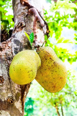 Genç Jackfruit ağaçta, Tayland