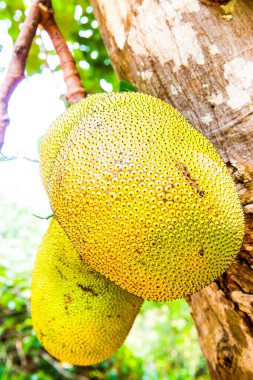 Genç Jackfruit ağaçta, Tayland