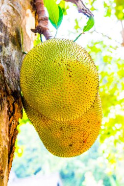 Genç Jackfruit ağaçta, Tayland