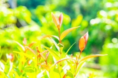 Bitki üzerinde yeşil yaprak, Tayland