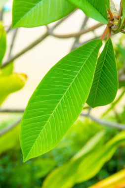 Plumeria Ağacı, Tayland