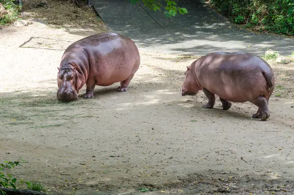 Stock image Two brown Hippopotamus, Thailand.