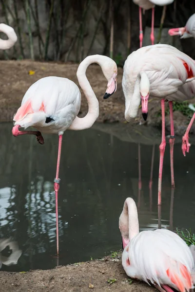 Büyük Flamingo 'nun Portresi, Tayland