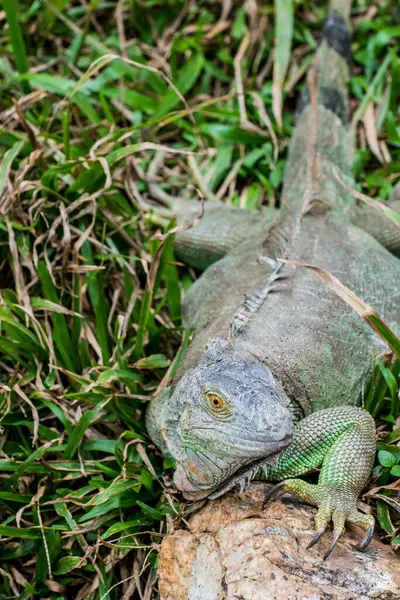 Yeşil İguana 'nın Portresi, Tayland
