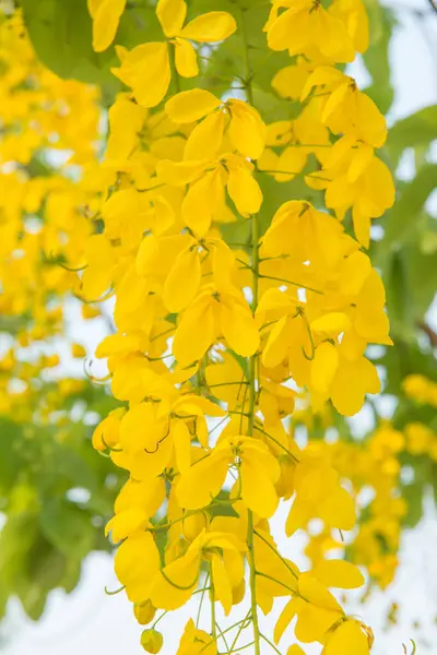 Beautiful Flowers of Golden Shower Tree, Thailand