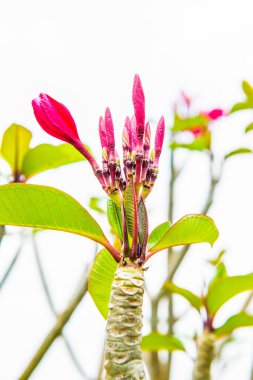 Plumeria Ağacı, Tayland