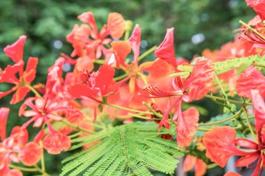 Tavuskuşu çiçekleri ağaçta, Tayland