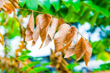 Tayland 'da parkta kuru bir yaprak.