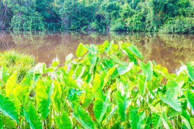 Tayland 'daki ulusal parkında nehir bulunan bir Caladium fabrikası.