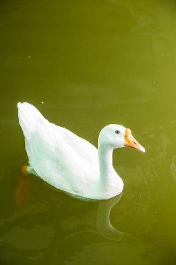 Beyaz kaz yeşil gölde, Tayland