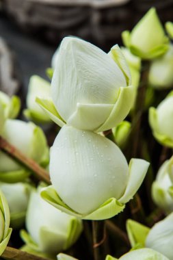 Lotus standını kapat, Tayland
