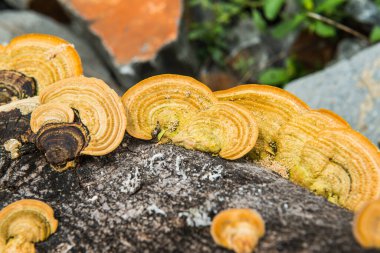 Yellow mushrooms on the woods, Thailand