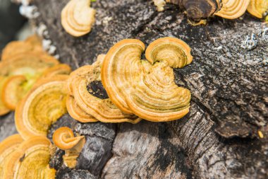 Yellow mushrooms on the woods, Thailand