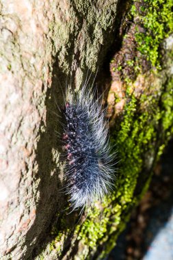 Tayland, Caterpillar 'a yakın.